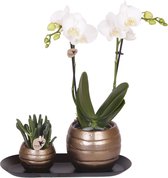 Moederdag Cadeau! Kamerplantenset, Orchidee Amabilis +Succulent op smalle dienblad, Kleur Wit-Groen,
