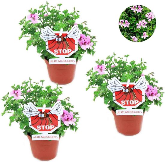 Citroen geraniums (Pelargonium graveolens) verzorging en kooptips 4 Citroen geranium kopen - 3 stuks - dé anti-muggenplant - Pelargonium Graveolens - citroengeur
