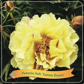 Plantenboetiek.nl | Paeonia Itoh 'Lemon Dream' - Pioenroos - Ø21cm - Hoogte 35cm - Tuinplant