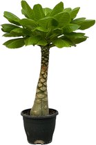 Exotische kamerplant Birghamia Insignis (Hawaiiaanse Palmboom), 30 cm hoog, Ø12cm