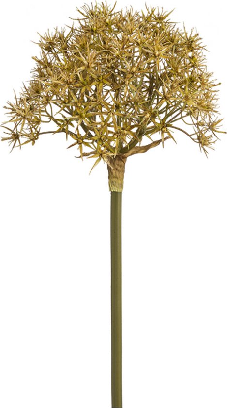 Groene kunst Allium atropurpureum stengel H89