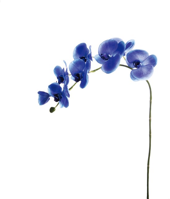 Paarse phalaenopsis orchideestam H47