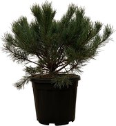Pinus Mugo Pumilio - 60cm