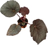 Plantenboetiek.nl | Begonia Taconite - Ø10.5cm - 15cm hoog - Kamerplant - Groenblijvend