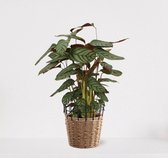 Calathea Compactstar in siermand May Naturel – groene kamerplant – luchtzuiverende calathea - 60-75cm - Ø18 – geleverd met plantenpot – vers uit de kwekerij