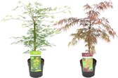 Plant in a Box - Acer palmatum 'Garnet', 'Emerald Lace' - Mix van 2 - Japanse Esdoorns Winterhard- Pot 19cm - Hoogte 60-70cm