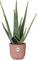 Plantenboetiek.nl | Aloe Vera in ELHO Vibes Fold roze - Ø14cm - 40cm hoog - Kamerplant - Groenblijvend - Cactus & Vetplanten