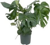 Plantenboetiek.nl | Monstera Deliciosa - Ø24cm - 80cm hoog - Kamerplant - Groenblijvend