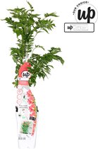 Plantenboetiek.nl | Campsis Pink Panther - Ø15cm - 65cm hoog - Tuinplant