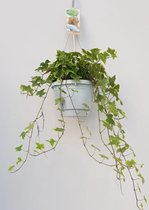 Plantenboetiek.nl | Hedera Helix Geelbont met hangpot wit - Ø17cm - 30cm hoog - Kamerplant - Groenblijvend