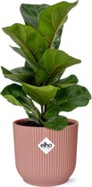 Plantenboetiek.nl | Ficus Lyrata ‘Bambino’ in ELHO Vibes Fold roze - Ø14cm - 30cm hoog - Kamerplant - Groenblijvend