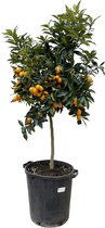 Citrusboom voor binnen en buiten, 150 cm hoog, Citrus Kumquat