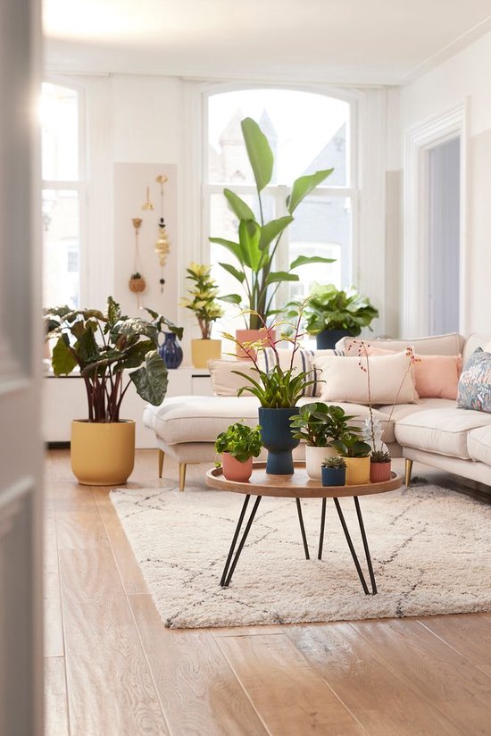 Een woonkamer met veel planten in diverse potten op een salontafel.