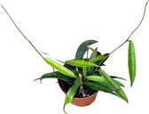 Plantenboetiek.nl | Hoya Minibelle - Ø10,5cm - 15cm hoog - Kamerplant - Groenblijvend