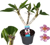 Plant in a Box - Plumeria Frangipani Purple - Hawaii - Plante d'intérieur tropicale - Fleurs fortement parfumées - Pot 17cm - Hauteur 55-70cm