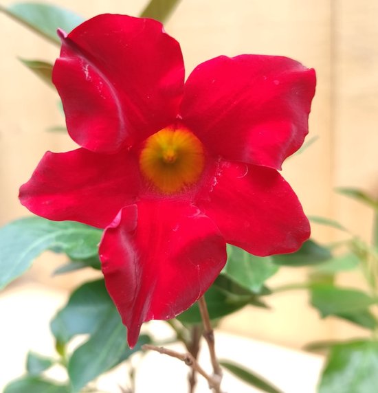 Pianta Dipladenia Sundaville Rossa - Rampicante Fiorito - Per Terrazze E Giardini