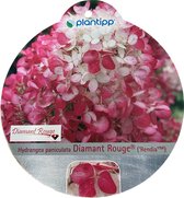 Hortensia Paniculata Diamant Rouge