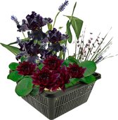 vdvelde.com - Mini vijverset - Zwart - Combi set - 4 planten - Plaatsing: -10 tot -20 cm