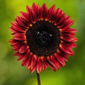 MRS Seeds & Mixtures Zonnebloem 'Avondzon' - Helianthus annuus – groeihoogte: 180 cm – Prachtige snijbloem – bruinrode zonnebloem – ideaal als achtergrondplant in borders