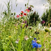 MRS Seeds & Mixtures - Weidebloemenmengsel 1-jarig – 19 bloemsoorten – groeihoogte: 20-80 cm – trekt nuttige insecten aan – eenvoudig te zaaien