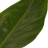 The Green Corner - Philodendron Imperial Green - Hoogte 45cm - Diameter 14cm