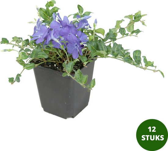 Vinca minor (kleine maagdenpalm) - blauwbloeiend - 12 planten - potmaat 9 cm - Merkloos