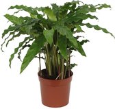 Pauwenplant Calathea Bluegrass voor in de woonkamer, ca. 40 cm hoog, Ø12cm