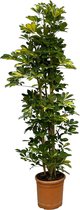 Kamerplant Schefflera Gold Capella, hoogte ca. 160 cm, Ø30cm struik voor binnen