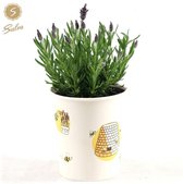 De Kuiflavendel in pot, Kleur Lila/Paars, Tuinplanten, Terrasplanten, Lavandula St. Anouk ® Collection P12 In Cup Bee - Ø13cm - 30cm