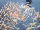 koivoer voor een goede groei 6 mm 4 kg (10 liter) met en proteïnegehalte van 40 % - visvoer - vissenvoer - vijvervoer - kleurvoer – koikorrel - korrels - voer - drijvend - koikarper – goudvis