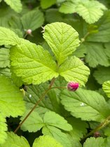 Poolbraam - Bodembedekker - 6 Stuks - Rubus arcticus 'Sofia' - 1.5L