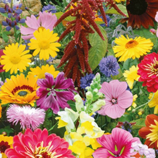 Bloemen voor bijen en vlinders | De biologische zaden