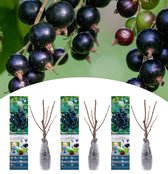 NatureNest - Zwarte bes - Ribes nigrum - 3 stuks - 30-38 cm