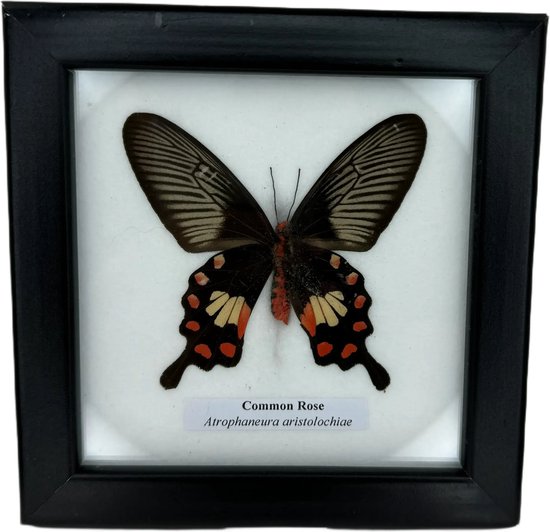 Western Deco - vlinder in lijst - opgezette insect - 12,5x12,5 cm - Atrophaneura aristolochiae