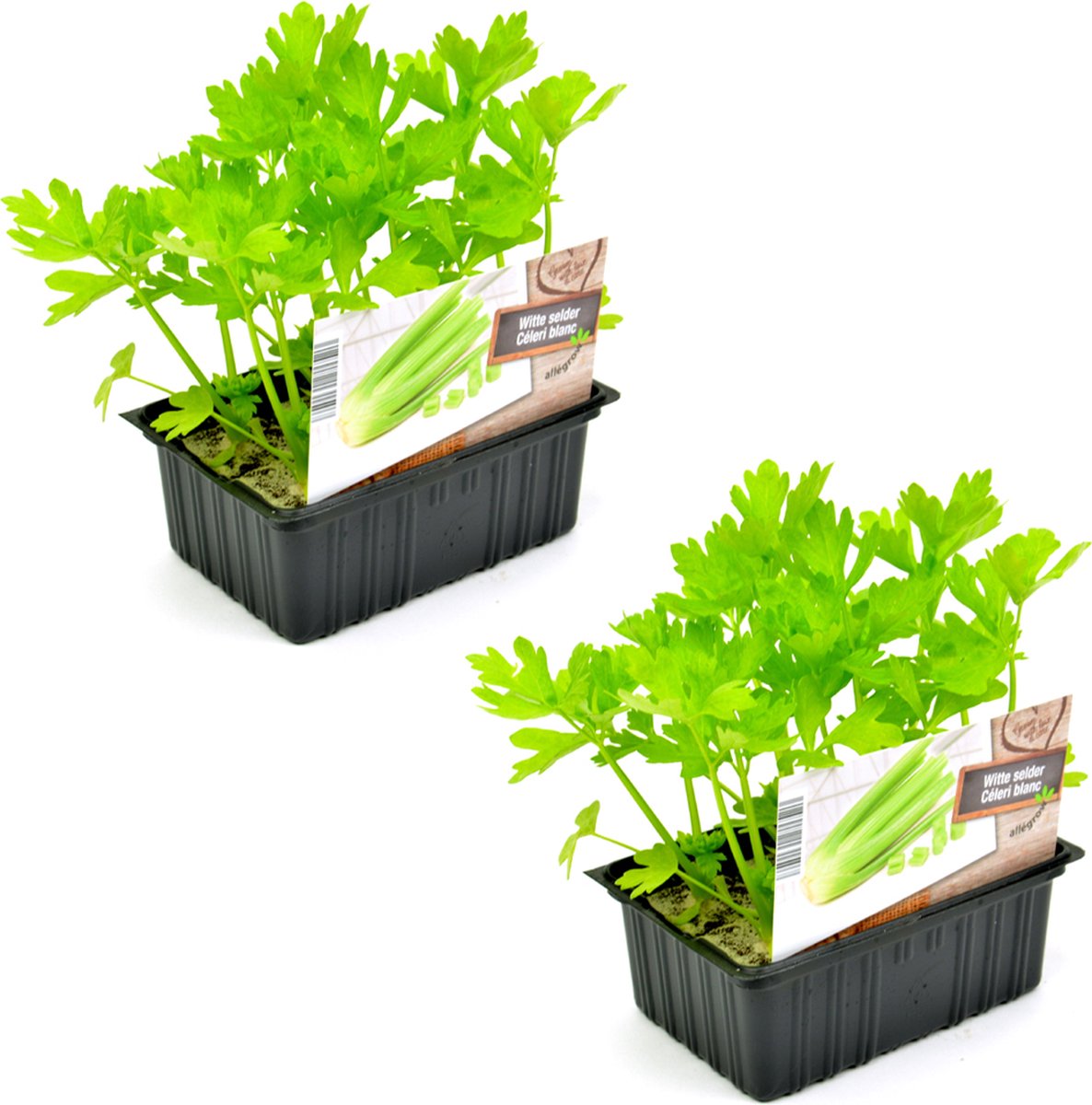 Witte selder plantjes - zelf groente kweken - moestuin - 12 planten