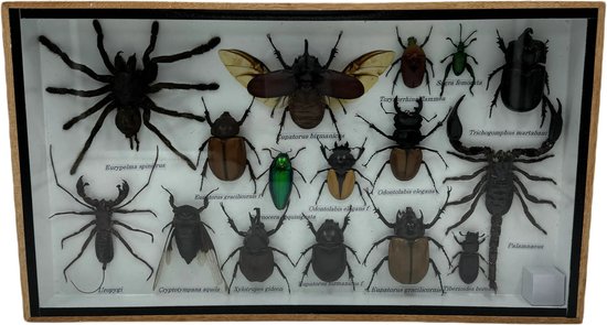 Western Deco - Insecten box Assorti Horizontaal- Eupatorus Birmanicus – Opgezette Insecten - 36x20 cm