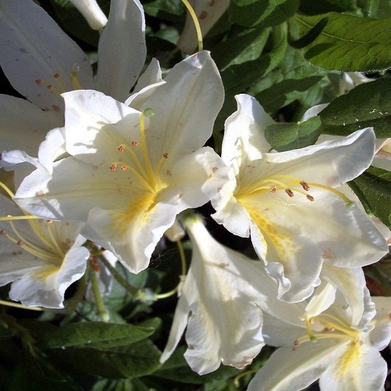 2 x Azalée caduque mollis rose - Azalea mollis - 40-50 cm pot