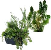 vdvelde.com - Zuurstofplanten Set + Hoornblad - Zuurstofplant - 10 planten - Plaatsing: -1 tot -20 cm