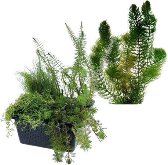 vdvelde.com - Combi Zuurstofplanten Set - S - 100 – 400 L - Voor 25 – 400 L - 6 planten - Plaatsing: -1 tot -20 cm