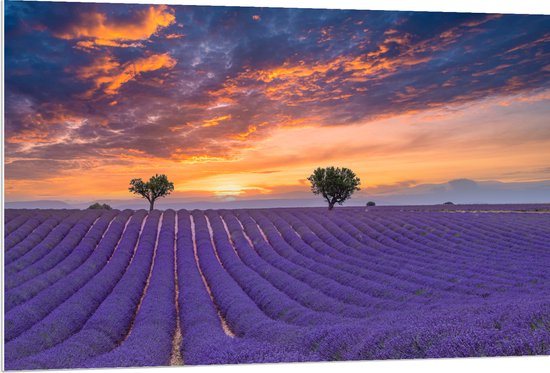 PVC Schuimplaat- Zonsondergang bij Lavendel Veld in de Zomer - 120x80 cm Foto op PVC Schuimplaat