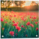 Tuinposter – Klaprozen in een Veld met Mooie Belichting achter de Bomen - 50x50 cm Foto op Tuinposter (wanddecoratie voor buiten en binnen)