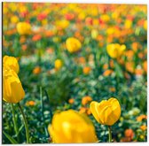 Dibond - Gele Tulpen in een Veld - 50x50 cm Foto op Aluminium (Met Ophangsysteem)