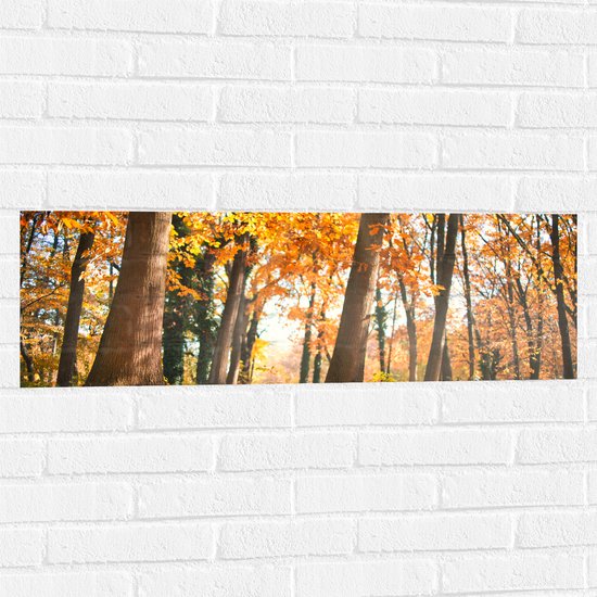 Muursticker - Bos in de Herfst vanaf Kikkerperspectief - 90x30 cm Foto op Muursticker