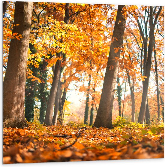 Dibond - Bos in de Herfst vanaf Kikkerperspectief - 100x100 cm Foto op Aluminium (Wanddecoratie van metaal)