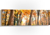 Hout - Bos in de Herfst vanaf Kikkerperspectief - 90x30 cm - 9 mm dik - Foto op Hout (Met Ophangsysteem)