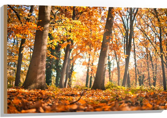 Hout - Bos in de Herfst vanaf Kikkerperspectief - 90x60 cm - 9 mm dik - Foto op Hout (Met Ophangsysteem)