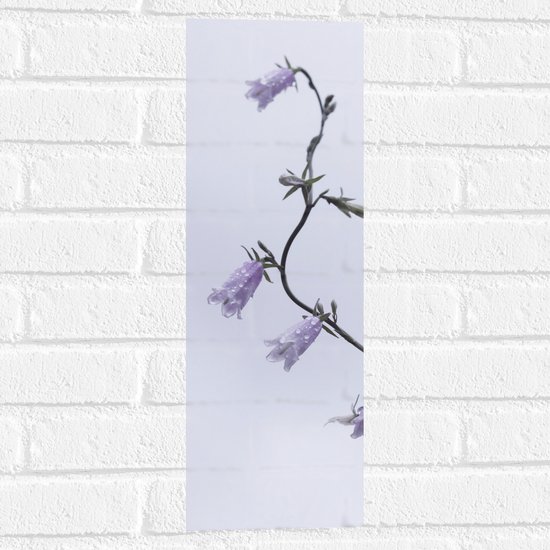 Muursticker - Tak met paarse Bloementjes en Waterdruppels - 20x60 cm Foto op Muursticker