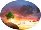 Dibond Ovaal - Fel Groen Gekleurde Boom met Prachtige Zonsondergang op een Berglandschap - 80x60 cm Foto op Ovaal (Met Ophangsysteem)