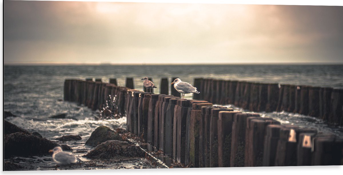 Dibond - Meeuwen op Houten Palen bij de Zee - 100x50 cm Foto op Aluminium (Wanddecoratie v