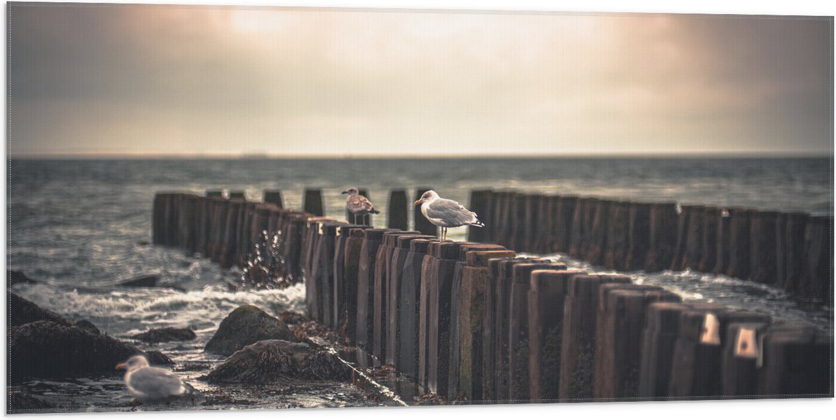 Vlag - Meeuwen op Houten Palen bij de Zee - 100x50 cm Foto op Polyester Vlag
